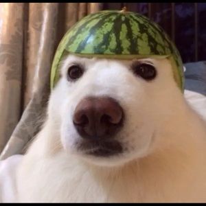 Meet your Posher, Cameron